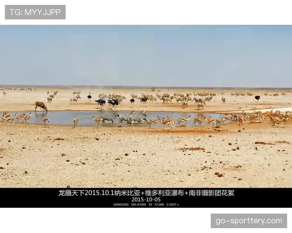 花絮：小狗闯入南非国内联赛赛场，比赛暂停五分钟